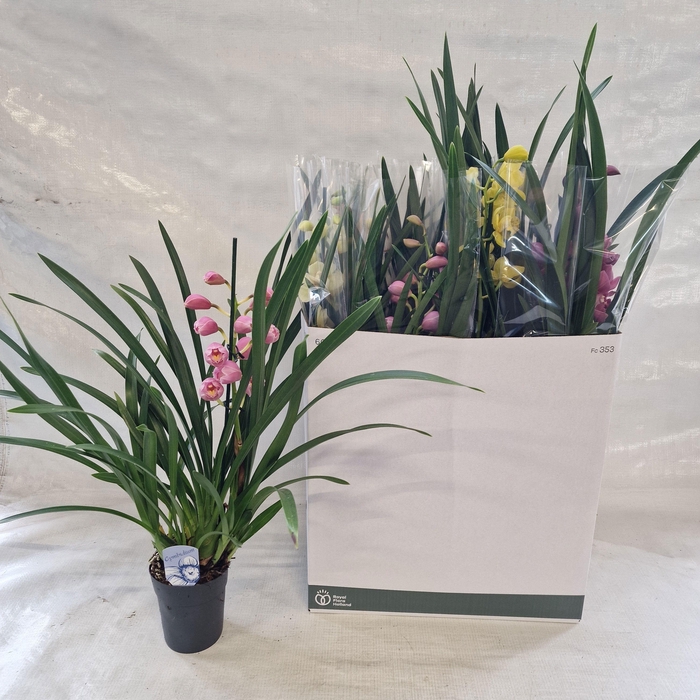 <h4>CYMB GEMENGD</h4>