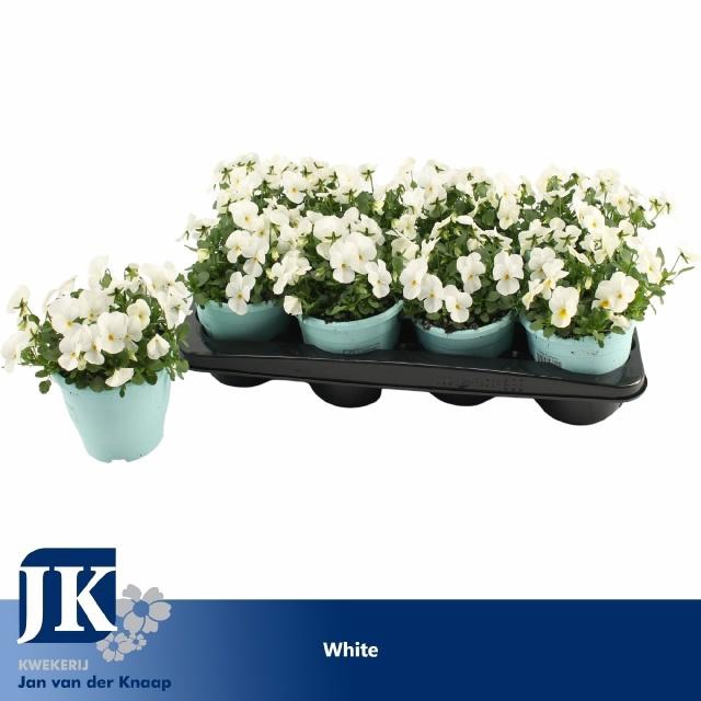 <h4>VIOLA CORNUTA TW WHITE P14</h4>