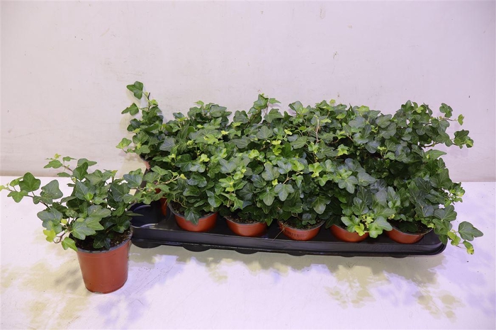 <h4>arr8 Hed He Wonder</h4>