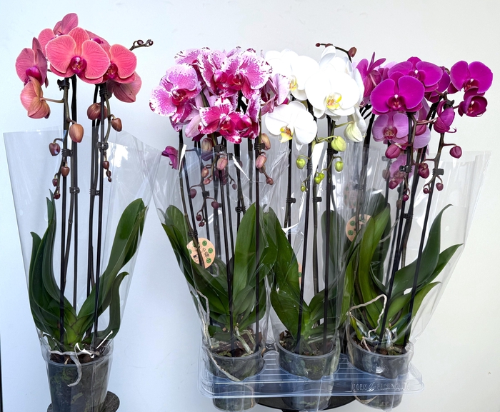 <h4>PHAL EL CASCADE</h4>