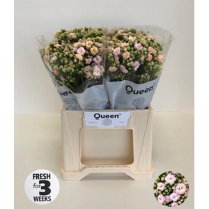 Kalanchoe 'Lace Pink'