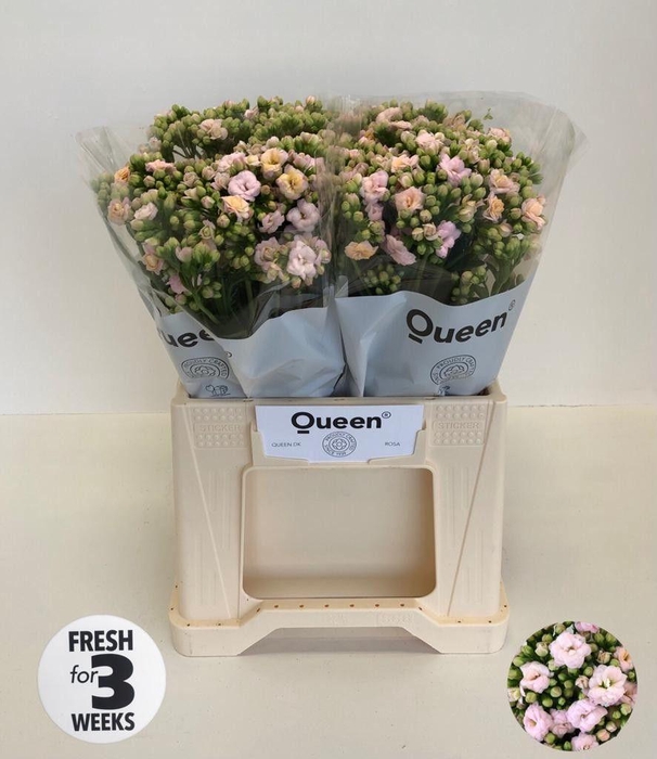 <h4>Kalanchoe 'Lace Pink'</h4>