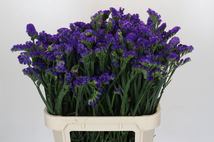 <h4>Limonium sinuatum Marina Violet</h4>