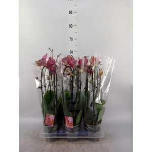 Phalaenopsis  'Elegant Cascade'