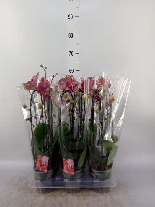 <h4>Phalaenopsis  'Elegant Cascade'</h4>