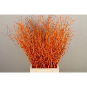 Betula paint orange