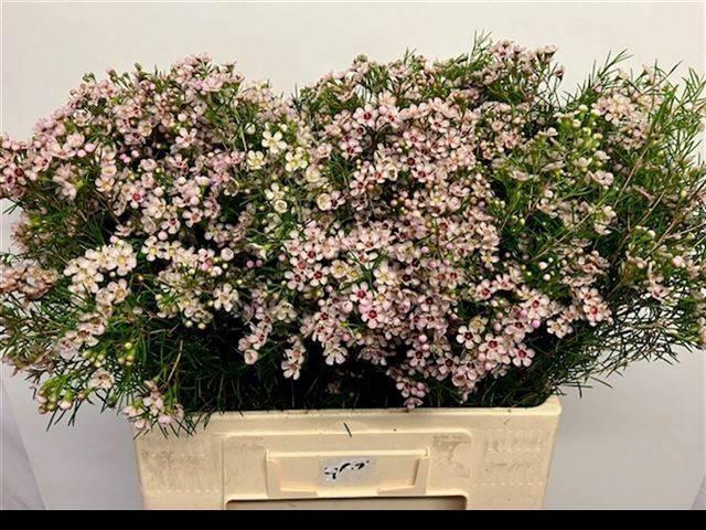 <h4>CHAME UN DORI</h4>