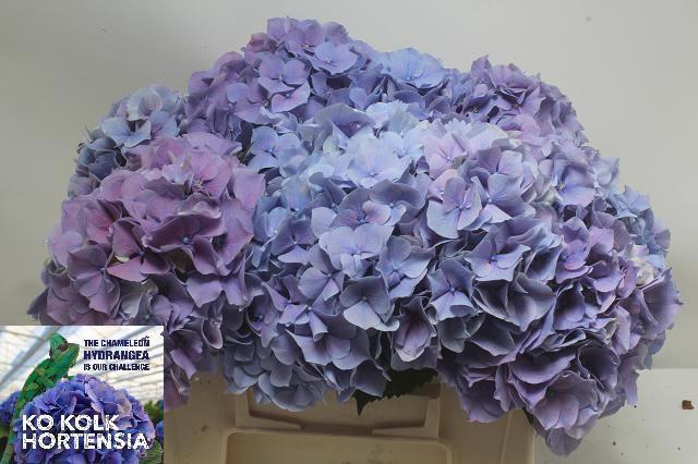 <h4>HYDR M CH CASSANOVA</h4>