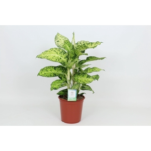 Purify Dieffenbachia Cool Tigres 24 cm