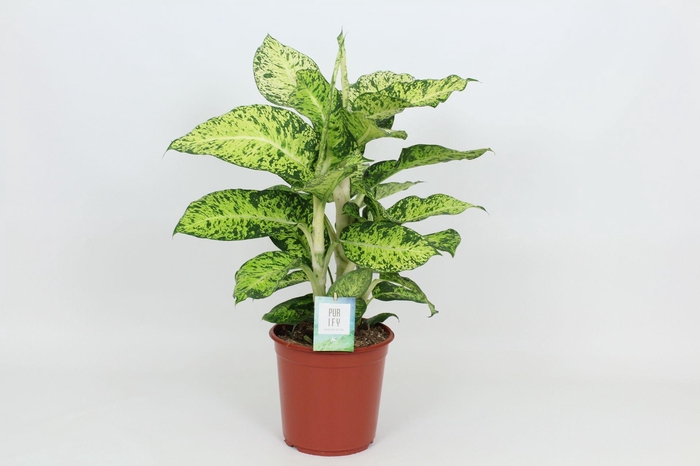 <h4>Purify Dieffenbachia Cool Tigres 24 cm</h4>