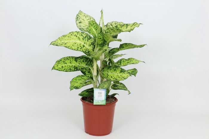 <h4>Purify Dieffenbachia Cool Tigres 24 cm</h4>