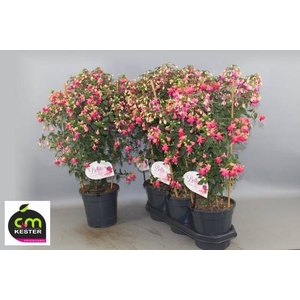 FUCHSIA OV