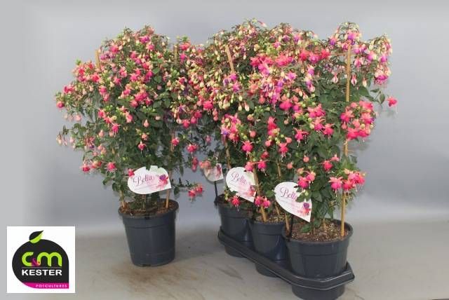 <h4>FUCHSIA OV</h4>
