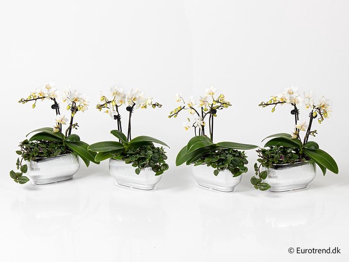 <h4>PHALAENOPSIS-HYBRID p6</h4>