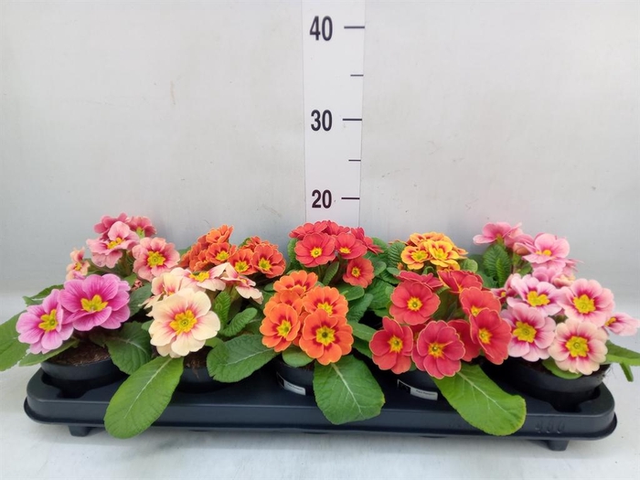 <h4>Primula ac. 'Unistar' ...mix</h4>