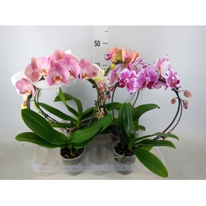 Phalaenopsis   ...