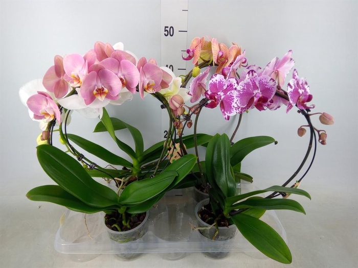 <h4>Phalaenopsis   ...</h4>