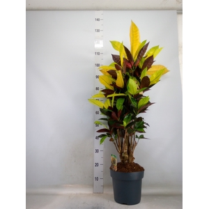 Codiaeum var. KL 'Mrs Iceton'
