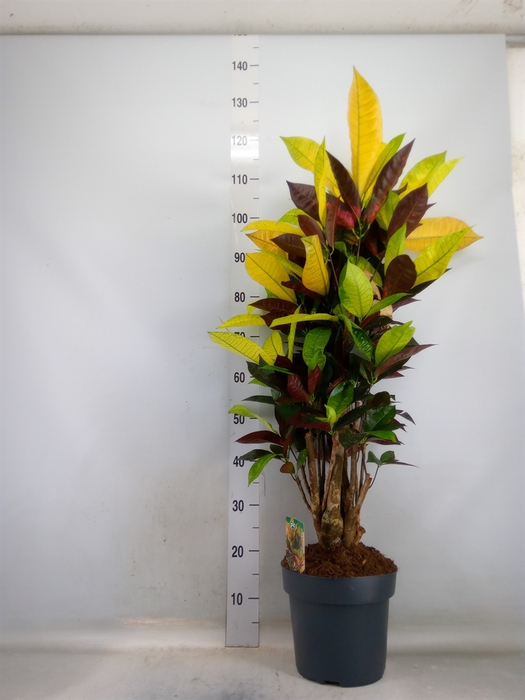 <h4>Codiaeum var. KL 'Mrs Iceton'</h4>