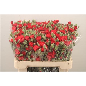 Di Symply Love Red