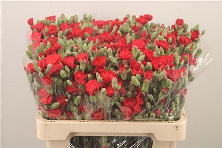 <h4>Di Symply Love Red</h4>