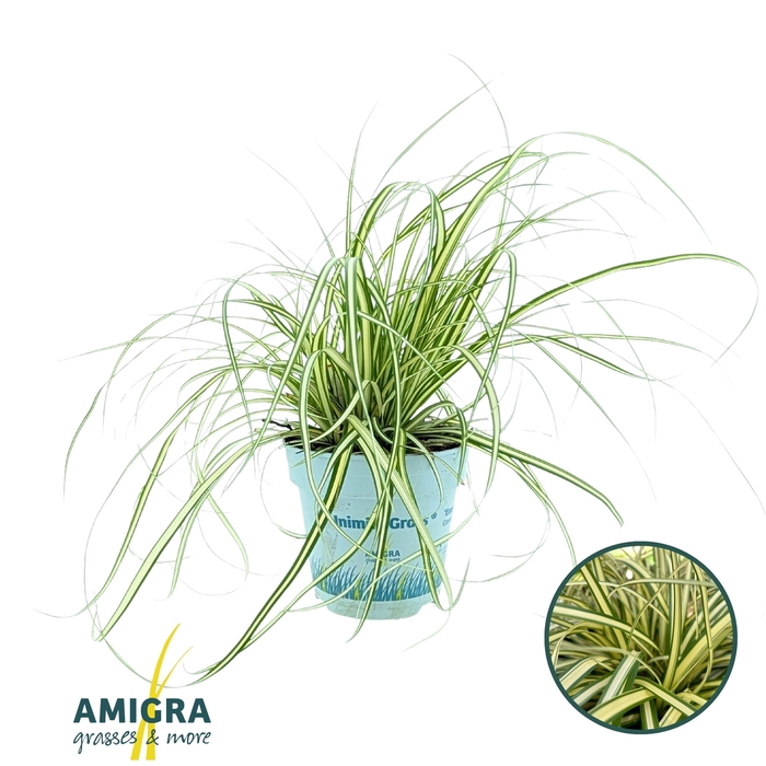 <h4>Carex oshimensis 'Evergold'</h4>