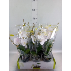 Phalaenopsis   ...white
