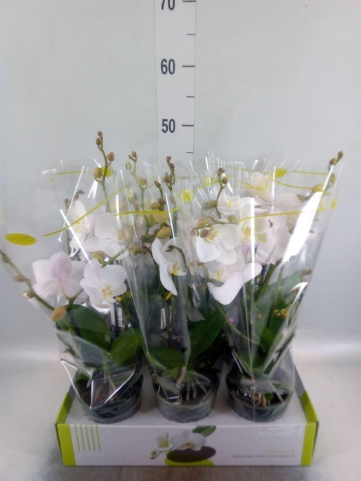 <h4>Phalaenopsis   ...white</h4>