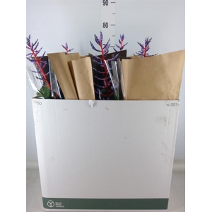 Aechmea  'Blue Rain'