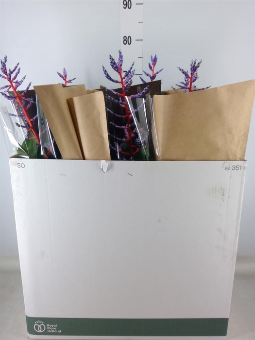 <h4>Aechmea  'Blue Rain'</h4>