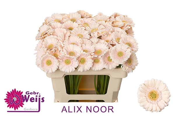 <h4>GE MI ALIX-NOOR</h4>