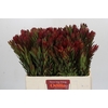 Leucadendron Safari Sunset