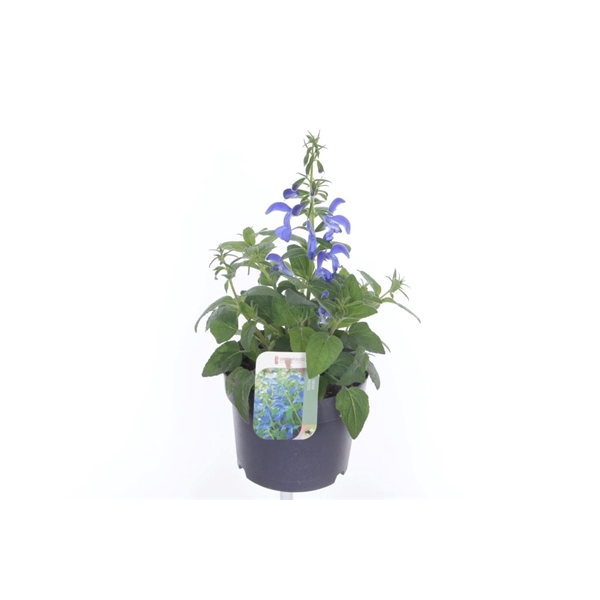<h4>Salvia patens Patio Dark Blue</h4>