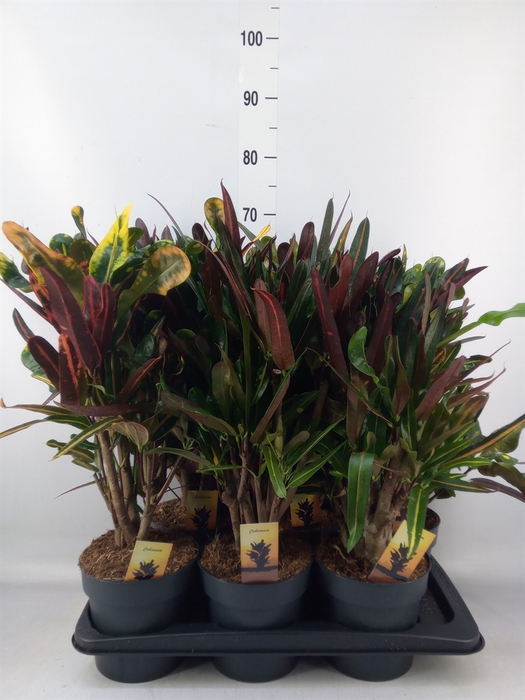 <h4>Codiaeum var. GR 'Mammi'</h4>