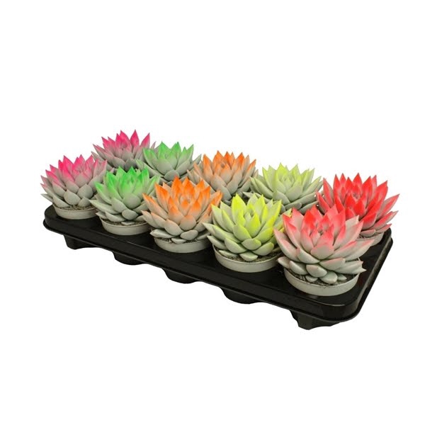 <h4>Echeveria bicoloured neon mix</h4>