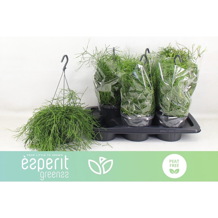 <h4>RHIPSALIS EASY SWEET</h4>