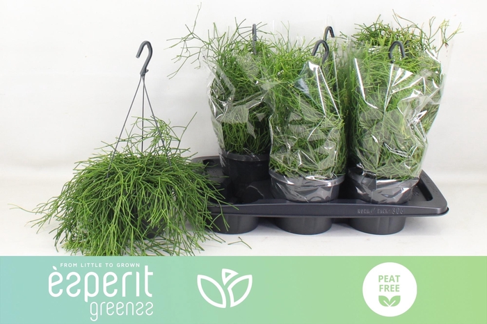RHIPSALIS EASY SWEET