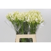 Agapanthus EYFORI White