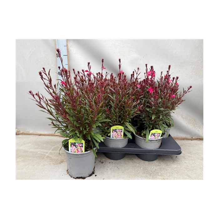 <h4>Gaura Roze</h4>