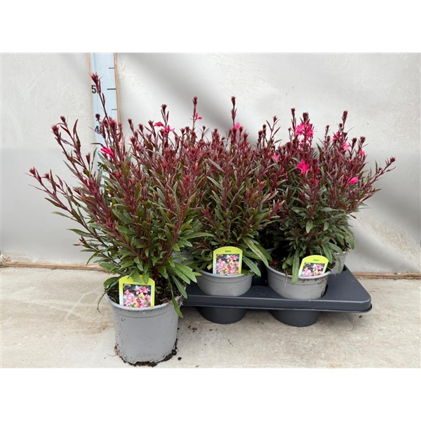 Gaura Roze