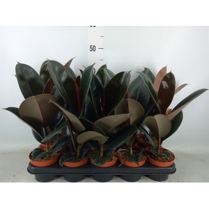 Ficus elastica 'Abidjan'