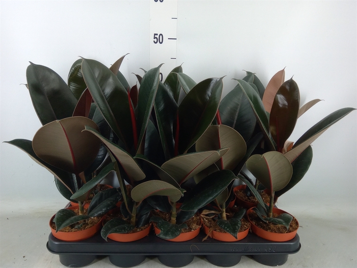 <h4>Ficus elastica 'Abidjan'</h4>