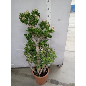 Crassula ovata 'Hobbit'