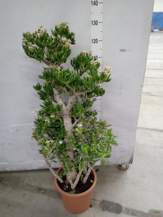 <h4>Crassula ovata 'Hobbit'</h4>