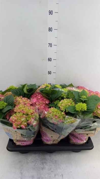 <h4>Hydrangea mac. 'Schone Bautznerin'</h4>