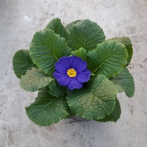 Primula ac. 'Cairo Blue'