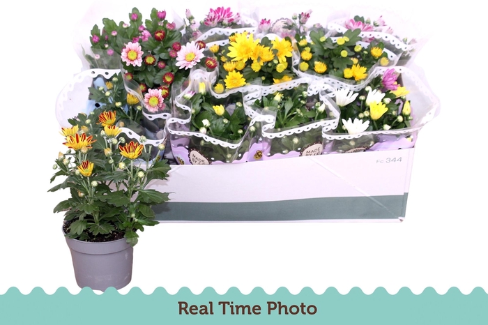 <h4>CHRYS GEM 6 KL</h4>