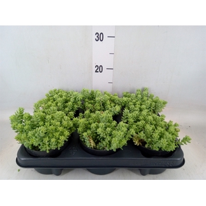Sedum burrito