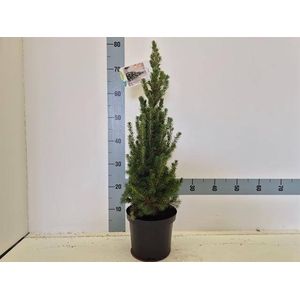 PICEA GL CONICA