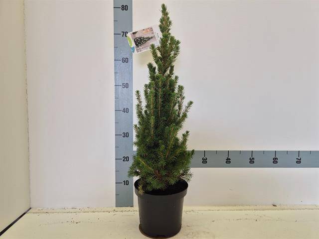 <h4>PICEA GL CONICA</h4>